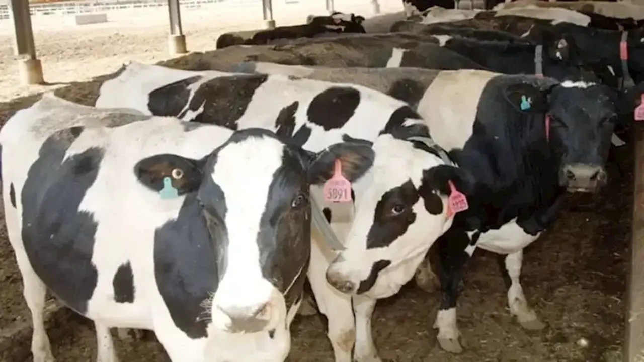 أسعار الأضاحي تسجل 205 جنيهات للكيلو البقري قائم في الأسواق المحلية